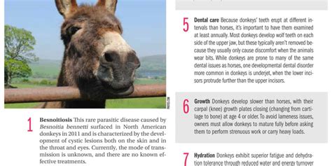 15 Facts On Donkey Health The Horse