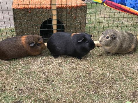 3 Female Guinea Pigs For Sale 14 Months Old With 2 Storey Cage And