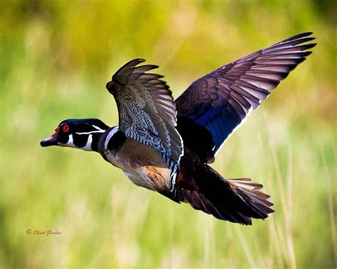 Wood Duck In Flight By Chuckittome