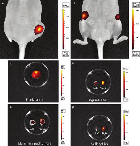 In Vivo Imaging Of MCF7 Tumor Bearing Mice Fluorescent Signal Captured