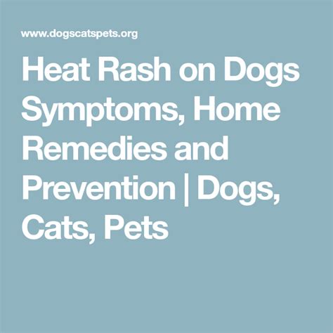 Heat Rash On Dogs Symptoms Home Remedies And Prevention Dogs Cats