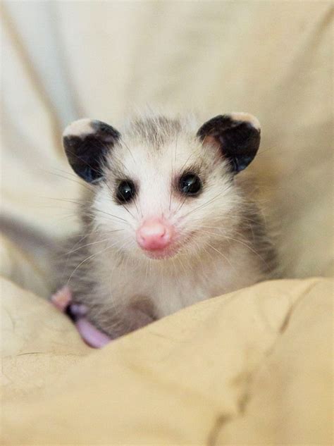 By Wally The Opossum Cute Animals Opossum Baby Possum