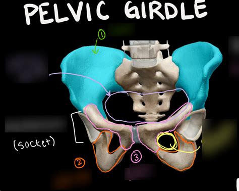 Pelvic Girdle Bone Diagram Quizlet