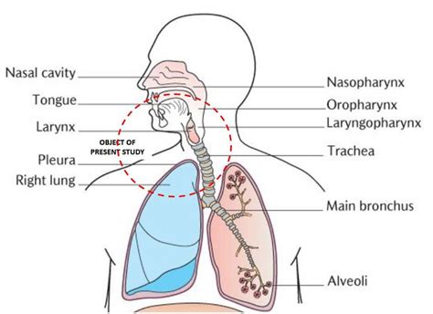 Schematic Of The Respiratory System Displayed By The Upper And Lower