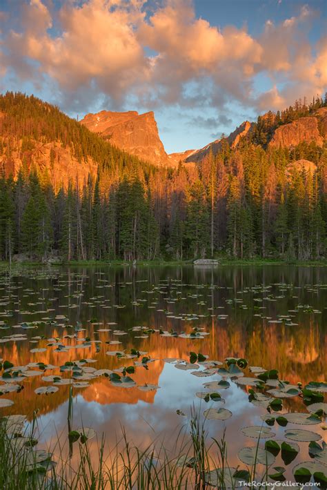 Lilly Pads And Nymph Lake Rocky Mountain National Park