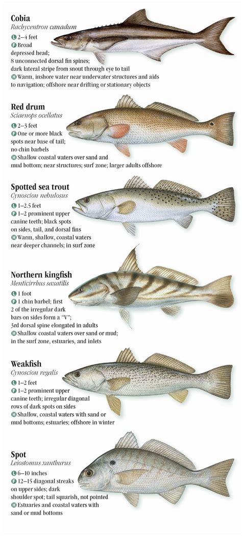 Atlantic Saltwater Fish Identification