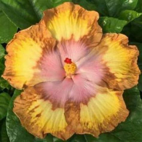 Sonnys Tie Dye Hibiscus Plant Rooted Tropical Hibiscus Etsy