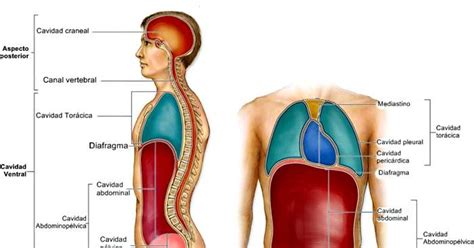 Anatomia Primero Ciencias Cavidades Corporales