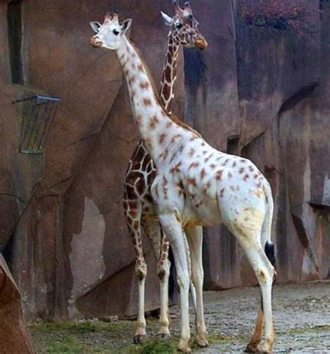 Magnificent Albino Animals 57 Photos Klykercom