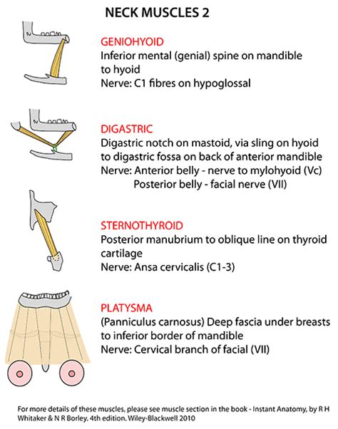 Instant Anatomy Head And Neck Muscles Palate Medical