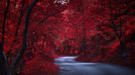 Autumn Road Route Forest Wallpapers Wallpaper Cave