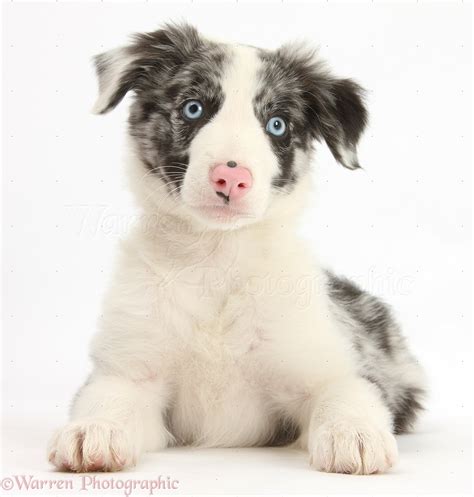 Blue Merle Border Collie Puppies Our Pack Border Collie Puppies For