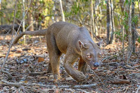 Fossa Male In Dry Deciduous Forest Kirindy Madagascar Photograph By