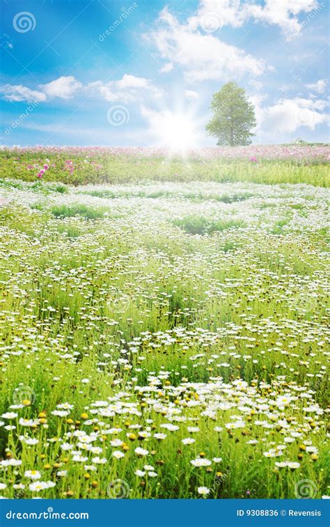 Sunrise In Spring Field Daisy Flowers Stock Photo Image Of Blue