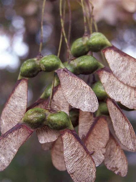 Fall Maple Tree Seed Pods More Maple Tree Seeds Belle Plante Seed