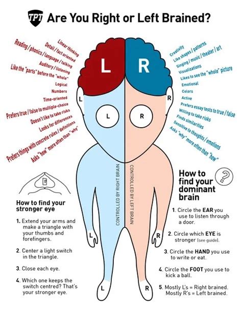 Are You Right Or Left Brained The Enotes Blog