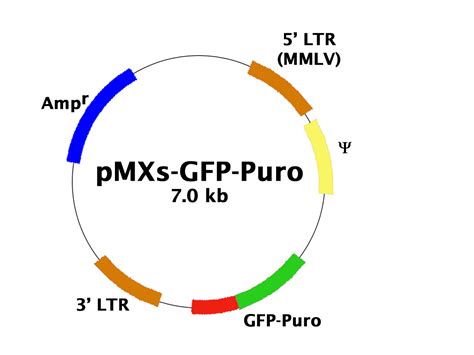 Pmxs Gfppuro Retroviral Control Vector