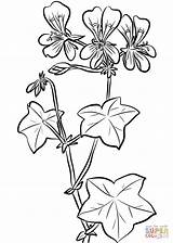Ivy Geranium Coloring Leaf Drawing Printable Glory Morning Flowers Getdrawings Supercoloring Categories sketch template
