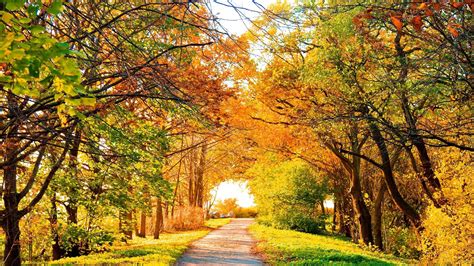 Autumn Fall Landscape Nature Tree Forest Leaf Leaves Path Trail