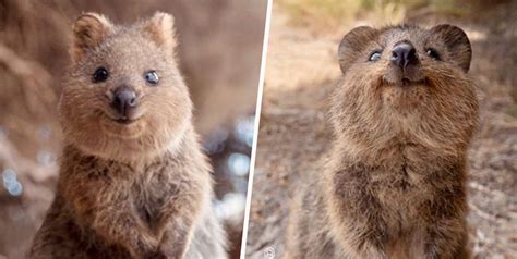 Check out our quokka selection for the very best in unique or custom, handmade pieces from our shops. Quokkas Are So Cute People Can't Believe They're Real - UNILAD