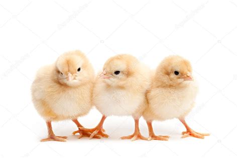 Three Cute Chicks Isolated On White — Stock Photo © Alptraum 3892544