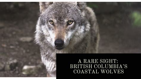 A Rare Sight British Columbias Coastal Wolves Sointula Lodge