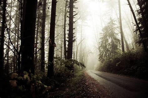 Foggy Forest Photography By Andrea Gingerich Saatchi Art
