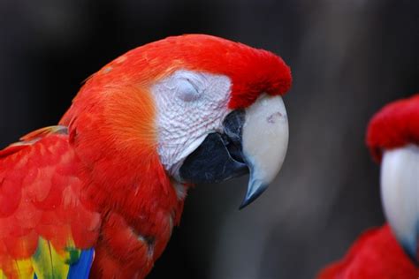 Scarlet Macaw Sleeping Radmacs Photos