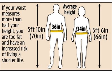 Are You Overweight If Your Waist Is More Than Half Your Height You