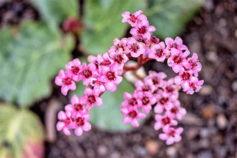In tropical countries like india, jasmines those are some of the most popular types of flowers in the world. 13 Different Types of Bergenia Flowers