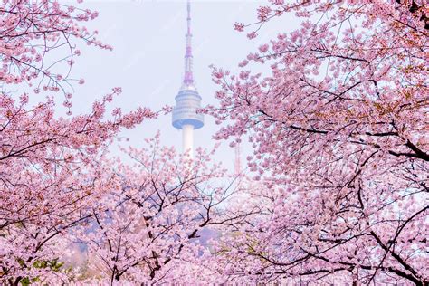 Premium Photo Cherry Blossom Of Spring In Seoul South Korea Soft