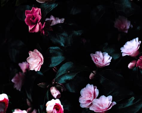 Free Download Dark Floral Wallpapers Top Dark Floral Backgrounds