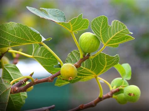 Yellow Fig Tree For Sale Buying And Growing Guide