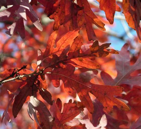 Red Colored Tree Leaves - Types Of Trees That Turn Red In Autumn