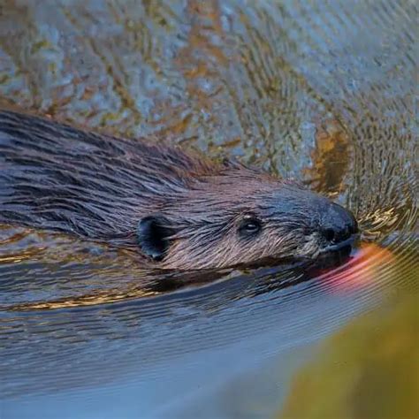 4 Ways To Attract Beavers To Rivers Ponds And Lakes Pond Informer