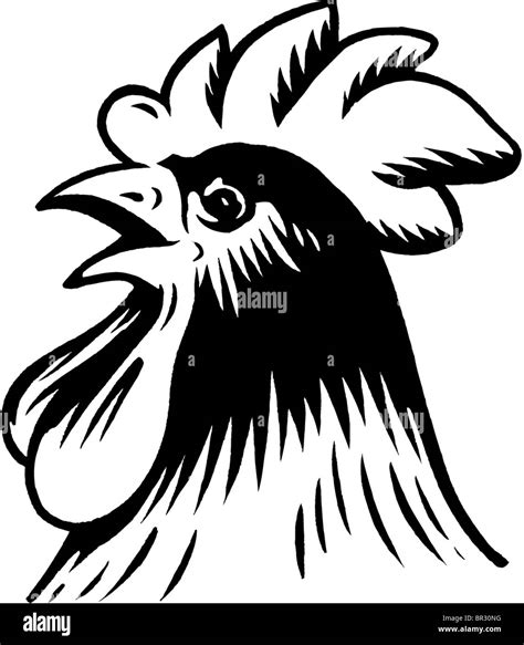 A Black And White Drawing Of A Rooster Stock Photo Royalty Free Image
