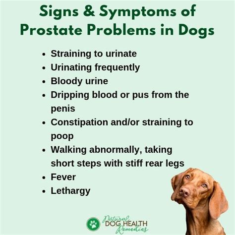 Dog Prostate Problems Prevention And Treatment