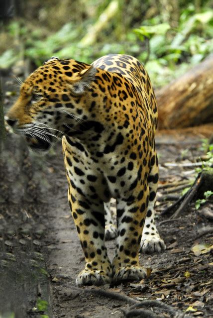 Jaguar Near Iquitos Peru In Amazon Flickr Photo Sharing