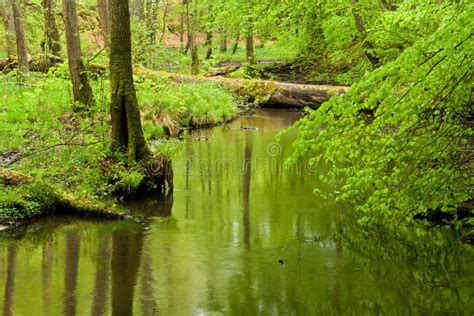 River In Spring Forest In Fog Stock Photo Image Of March Snow 59487090