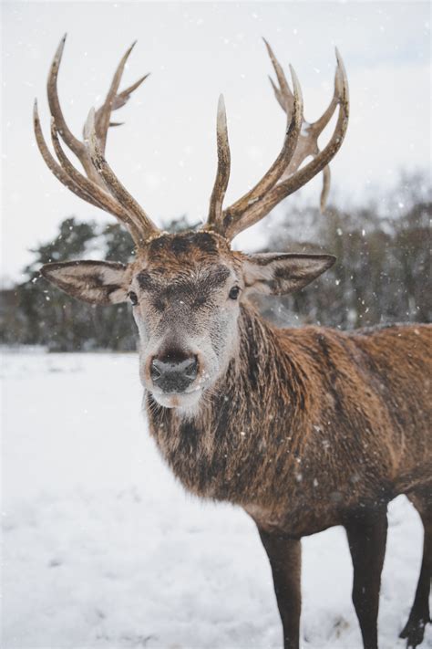 Photo Of Reindeer In The Snow · Free Stock Photo