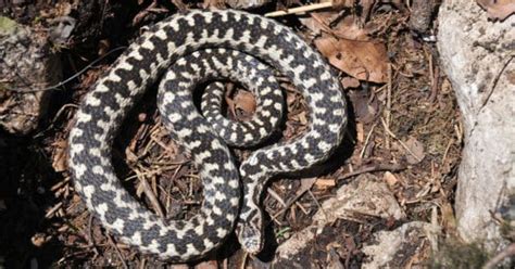 Discover The Venomous Arctic Snake That Survives 57° Bitter Cold A Z