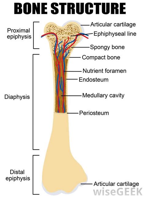 Download scientific diagram | 1 structure and components of long bone. What Is a Diaphyseal Fracture? (with pictures)