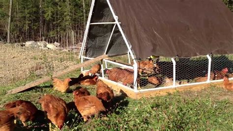 Freedom Ranger Chickens At Weeks Youtube