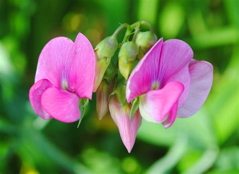 53112 1st Sweet Pea Blossoms