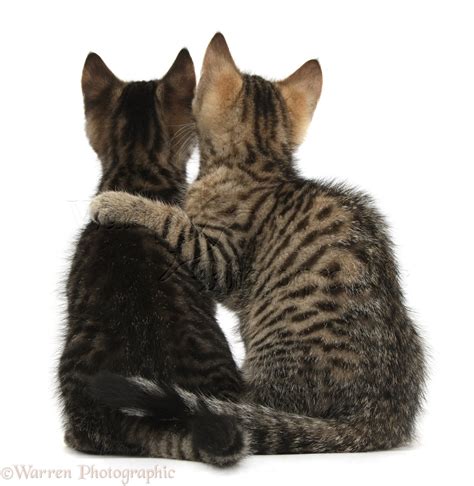 Kittens Images Tabby Kittens Sat Together Wp37147