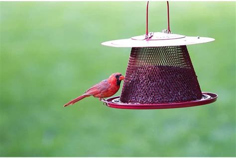 The Best Cardinal Bird Feeders And Birdseed Birds And Blooms
