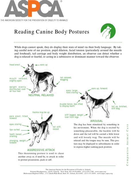 Canine Body Language Aspca Pdf Animals And Humans Domesticated