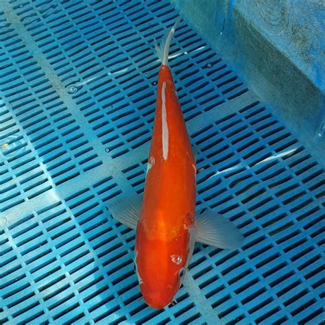 Koi Carp For Sale – Love Aquatics