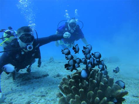 4 Beginner Scuba Divers In Waikiki Explore Reefs
