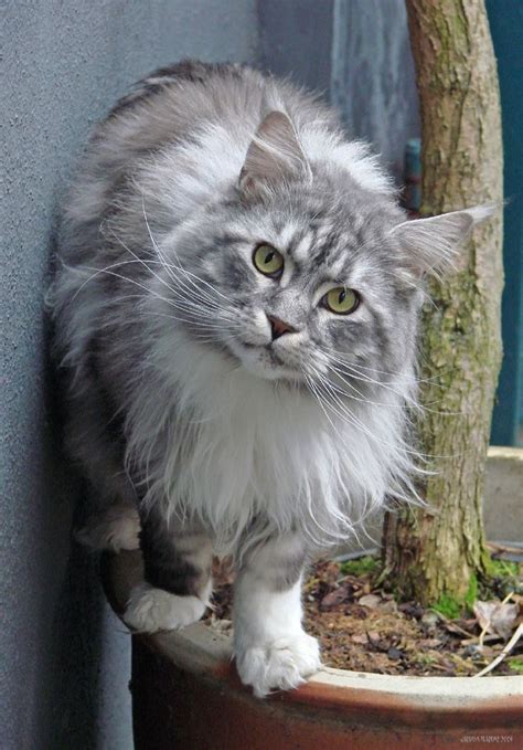 1000 Images About Mainly Maine Coons On Pinterest